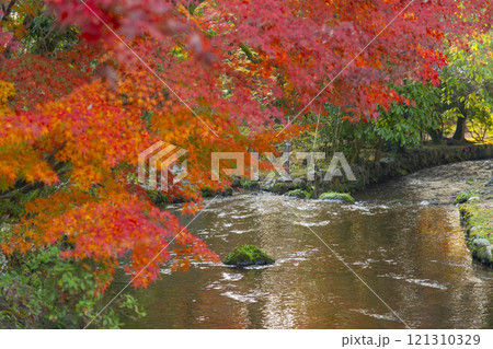 秋の京都 上賀茂神社 橋殿(舞殿)から見える紅葉 秋の京都 上賀茂神社 橋殿(舞殿)から見える紅葉 121310329