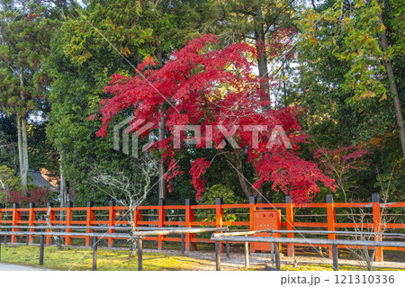 秋の京都 上賀茂神社 真っ赤に色づいたモミジ 秋の京都 上賀茂神社 真っ赤に色づいたモミジ 121310336