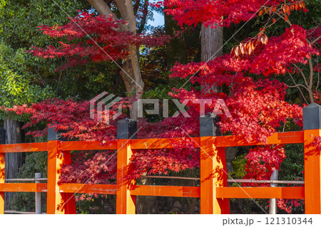 秋の京都　上賀茂神社　真っ赤に色づいたモミジ 121310344