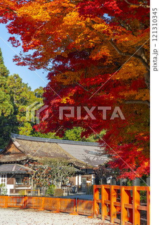 秋の京都 上賀茂神社 真っ赤に色づいたモミジ 秋の京都 上賀茂神社 真っ赤に色づいたモミジ 121310345