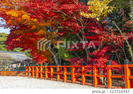 秋の京都 上賀茂神社 真っ赤に色づいたモミジ 秋の京都 上賀茂神社 真っ赤に色づいたモミジ 121310347