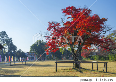 秋の京都 上賀茂神社 勝負のモミジ 秋の京都 上賀茂神社 勝負のモミジ 121310349