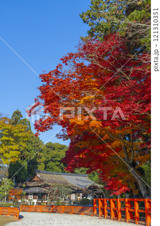 秋の京都　上賀茂神社　真っ赤に色づいたモミジ 121310351