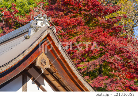秋の京都　上賀茂神社　真っ赤に色づいたモミジ 121310355