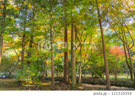 秋の京都 上賀茂神社 渉渓園の紅葉 秋の京都 上賀茂神社 渉渓園の紅葉 121310359