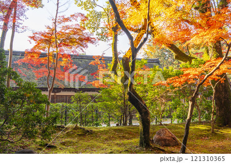 秋の京都　上賀茂神社　渉渓園の紅葉 121310365