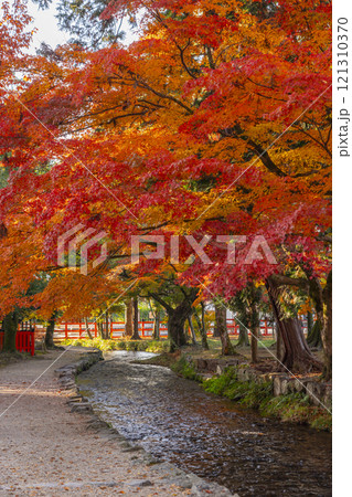 秋の京都　上賀茂神社　ならの小川と紅葉 121310370