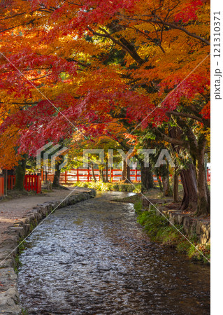秋の京都　上賀茂神社　ならの小川と紅葉 121310371