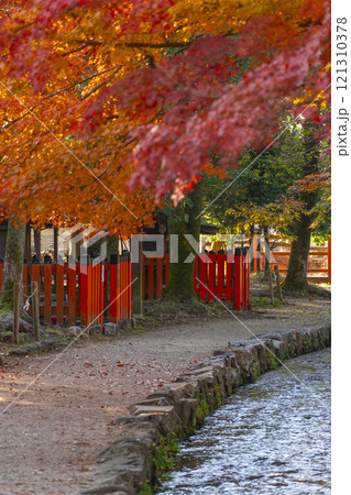 秋の京都　上賀茂神社　ならの小川と紅葉 121310378