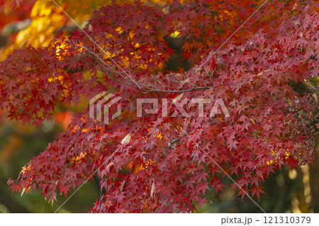 秋の京都　上賀茂神社　ならの小川と紅葉 121310379