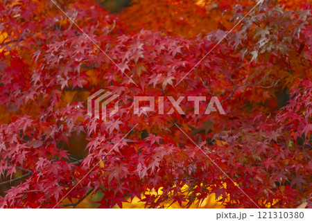 秋の京都　上賀茂神社　ならの小川と紅葉 121310380