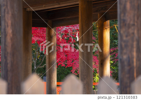 秋の京都 上賀茂神社 御所舎(外幣殿)から見える紅葉 秋の京都 上賀茂神社 御所舎(外幣殿)から見える紅葉 121310383