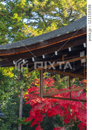 秋の京都　上賀茂神社　御所舎(外幣殿)から見える紅葉 121310386