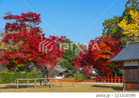秋の京都 上賀茂神社 神馬舎と勝負のモミジ 秋の京都 上賀茂神社 神馬舎と勝負のモミジ 121310390