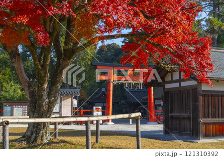 秋の京都　上賀茂神社　ニノ鳥居と勝負のモミジ 121310392