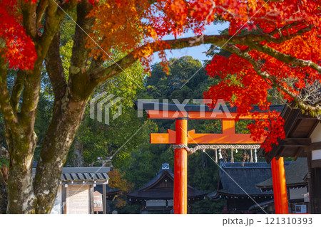 秋の京都　上賀茂神社　ニノ鳥居と勝負のモミジ 121310393