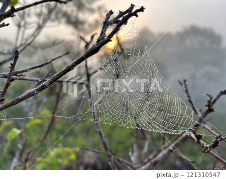 a delicate spiderweb adorned with dewdrops, glistening in the morning light. Set against a misty natural background, the image captures the tranquility and intricate beauty of nature at dawn 121310547