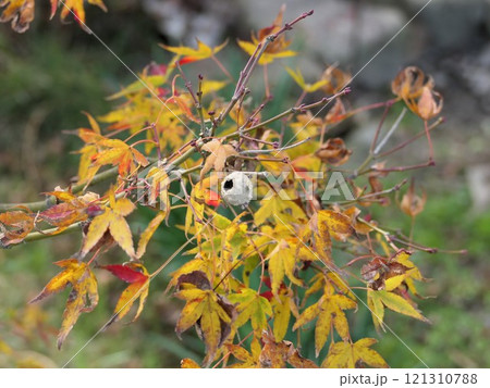 紅葉の楓にとっくりバチの巣後 紅葉の楓にとっくりバチの巣後 121310788