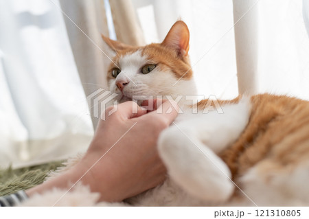 猫を撫でる 茶トラ白 猫を撫でる 茶トラ白 121310805
