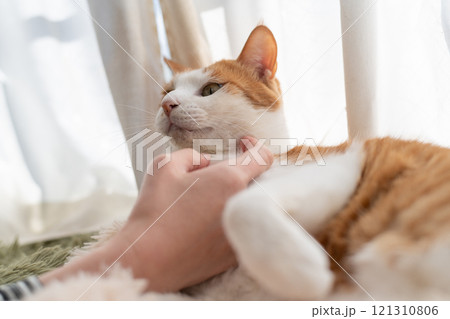 猫を撫でる 茶トラ白 猫を撫でる 茶トラ白 121310806