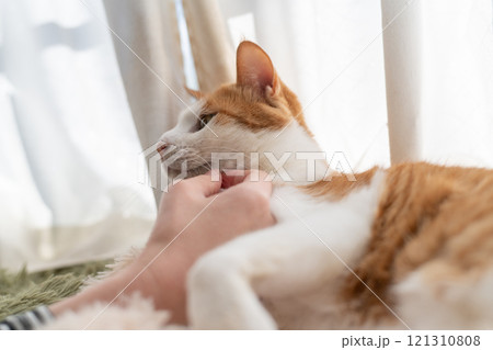 猫を撫でる 茶トラ白 猫を撫でる 茶トラ白 121310808