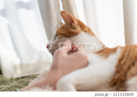 猫を撫でる　茶トラ白 121310809