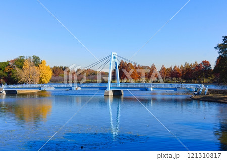 東京都葛飾区水元公園周辺2024年12月 121310817