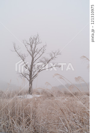 霧の中の雪景色 霧の中の雪景色 121310975