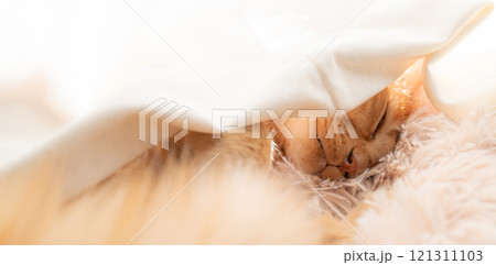 カーテンに包まって眠る猫 茶トラ猫 カーテンに包まって眠る猫 茶トラ猫 121311103