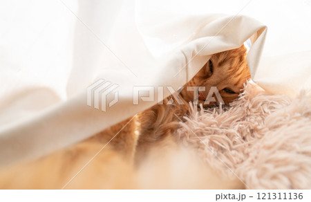 カーテンに包まって眠る猫　茶トラ猫 121311136