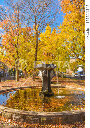 京都市北区　秋の紫明通 121311343