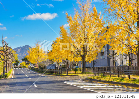 秋の京都市北区　イチョウ並木の紫明通 121311349