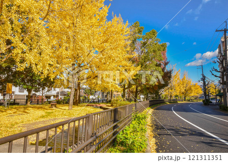 京都市北区 秋の紫明通 京都市北区 秋の紫明通 121311351