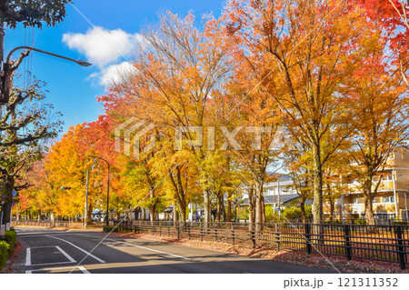 京都市北区　秋の紫明通 121311352