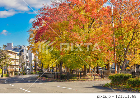 京都市北区　秋の紫明通 121311369