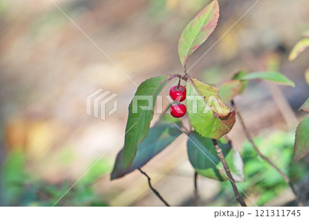 赤いジュウリョウの実（冬、十二月） 121311745