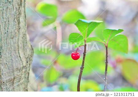 赤いジュウリョウの実（冬、十二月） 121311751