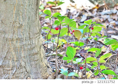 赤いジュウリョウの実（冬、十二月） 121311752