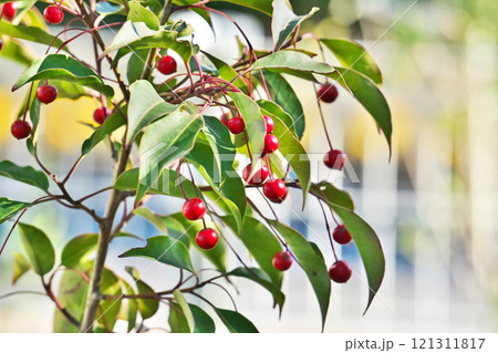 赤いソヨゴの実（冬、十二月） 121311817