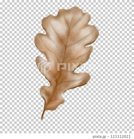 Dry oak autumn leaf of silver color with streaks as a symbol of fading and withering of nature. The watercolor illustration is hand-painted on a transparent background for packaging and textiles 121312021