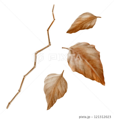Physalis stem and leaves earth brown,silver and orange colored as autumn decorative plant element for pumpkin harvest festival and Thanksgiving day.Watercolor illustration on transparent background 121312023