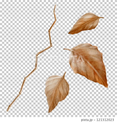 Physalis stem and leaves earth brown,silver and orange colored as autumn decorative plant element for pumpkin harvest festival and Thanksgiving day.Watercolor illustration on transparent background 121312023