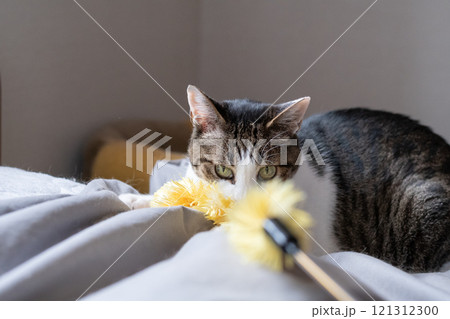 おもちゃで遊ぶ猫　キジトラ猫 121312300