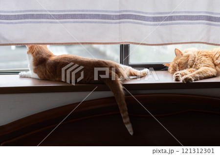窓辺の猫 窓辺の猫 121312301