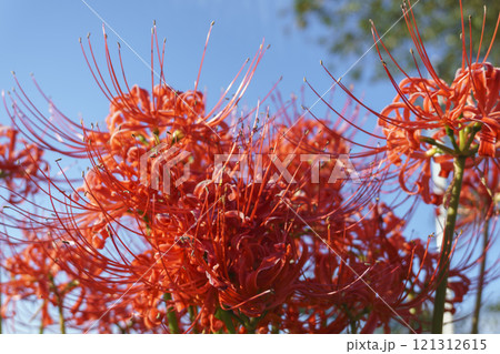 白石川の彼岸花ロードの風景 Higanbana Road along Shiroishi River 121312615