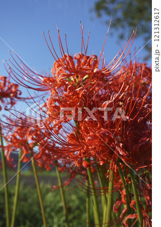 白石川の彼岸花ロードの風景 Higanbana Road along Shiroishi River 白石川の彼岸花ロードの風景 Higanbana Road along Shiroishi River 121312617