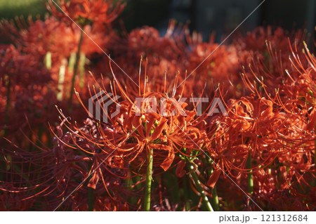 白石川の彼岸花ロードの風景 Higanbana Road along Shiroishi River 121312684