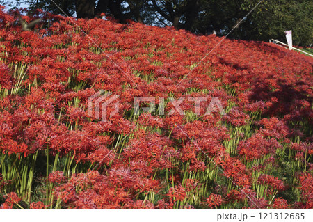 白石川の彼岸花ロードの風景 Higanbana Road along Shiroishi River 121312685