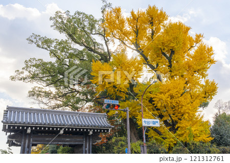 秋の京都 京都御苑 黄葉したイチョウの木と今出川御門 秋の京都 京都御苑 黄葉したイチョウの木と今出川御門 121312761