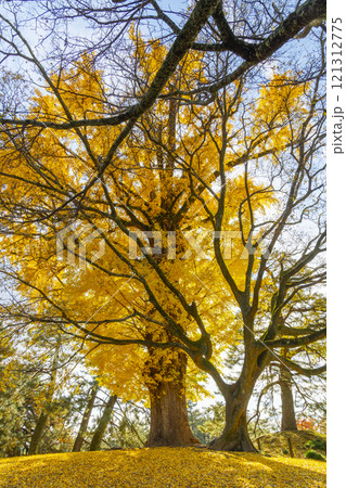 京都御苑　凝華洞跡の大銀杏 121312775